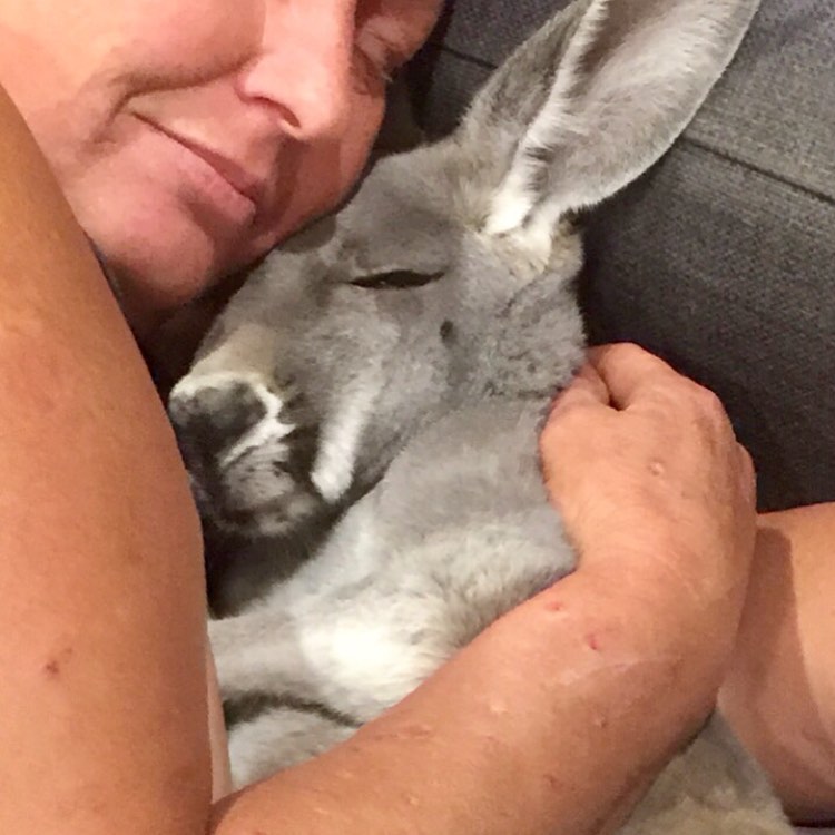 Спасенный кенгуру ежедневно приходит домой полежать на диване и обниматься со своим хозяином