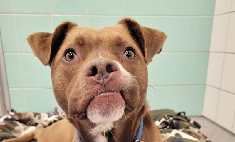 Пёс, который 279 дней ждал усыновления, волнуется перед своей первой семейной фотографией